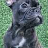 French Bulldog French Bulldog