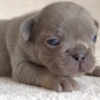 French Bulldog French Bulldog puppies