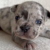 French Bulldog French Bulldog puppies