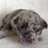 French Bulldog French Bulldog puppies
