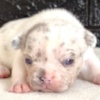 French Bulldog French Bulldog puppies