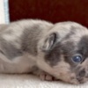 French Bulldog French Bulldog puppies