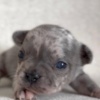 French Bulldog French Bulldog puppies