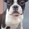 Boston Terrier Boston Terrier Female Puppy