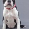 Boston Terrier Boston Terrier Female Puppy