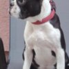 Boston Terrier Boston Terrier Female Puppy