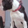 Boston Terrier Boston Terrier Female Puppy