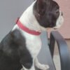 Boston Terrier Boston Terrier Female Puppy