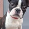 Boston Terrier Boston Terrier Female Puppy