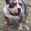 Other American Bully Pocket – Male and Female for Sale