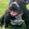 Other American Bully Pocket – Male and Female for Sale