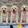 Labrador Retriever Labrador retriever puppies, beautiful
