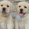Labrador Retriever Labrador retriever puppies, beautiful