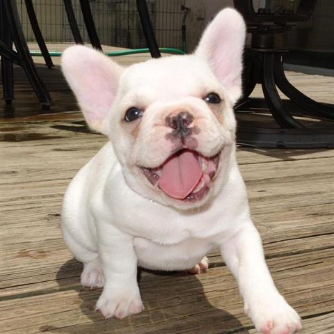 French Bulldog, french bulldog puppies for adoption, dogs, for Sale, Price