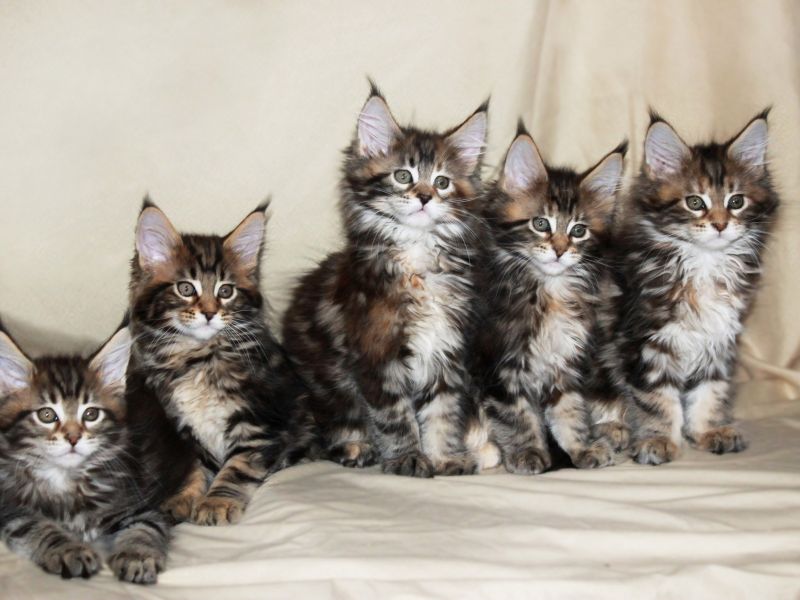 Maine Coon, Buy maine coon kitten from Russia, Cats, for Sale, Price