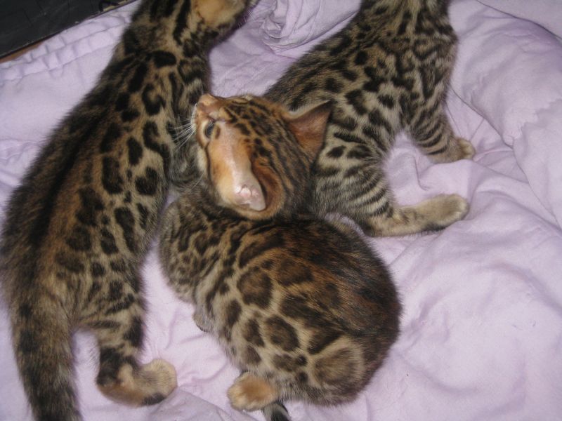 Ocicat, Bengal Kittens, Cats, for Sale, Price