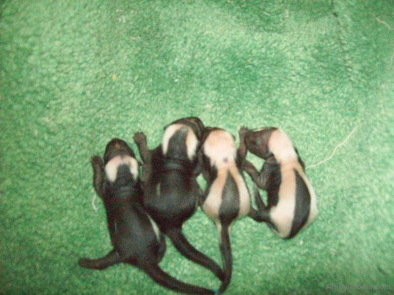 2013 Baby Skunks for Adoption, Exotic animals, for Sale, Price