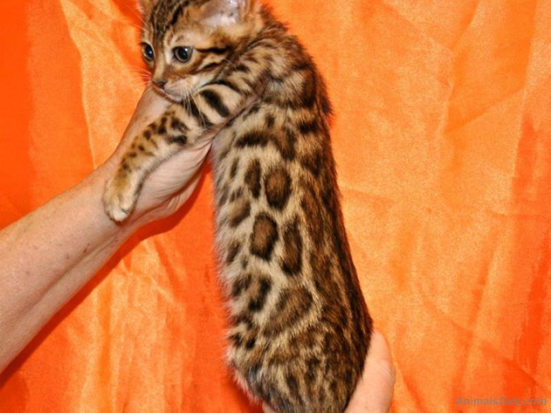 Registered savannah and bengal cats and Kittens for sale ...