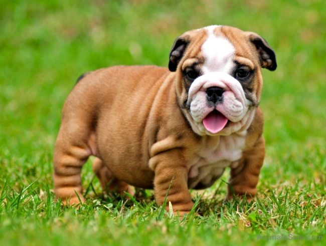 Bulldog, English Bulldog Puppy for free adoption., Dogs