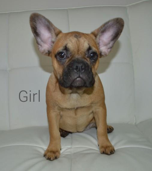French Bulldog, Stunning Red Fawn French Bulldogs, Dogs, for Sale, Price