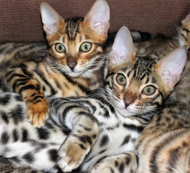 Bengal, Baby Bengal Kittens, cats, for Sale, Price