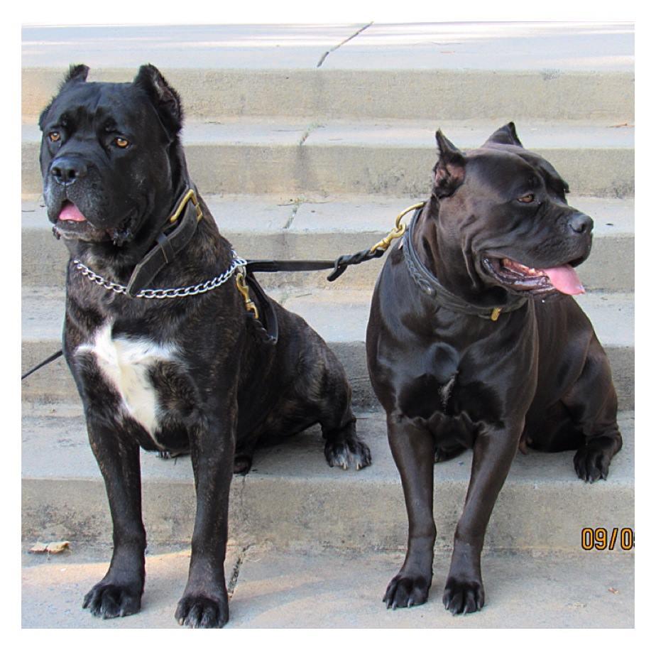 Cane Corso, Cane Corso puppies, dogs, Buy or For Sale, price