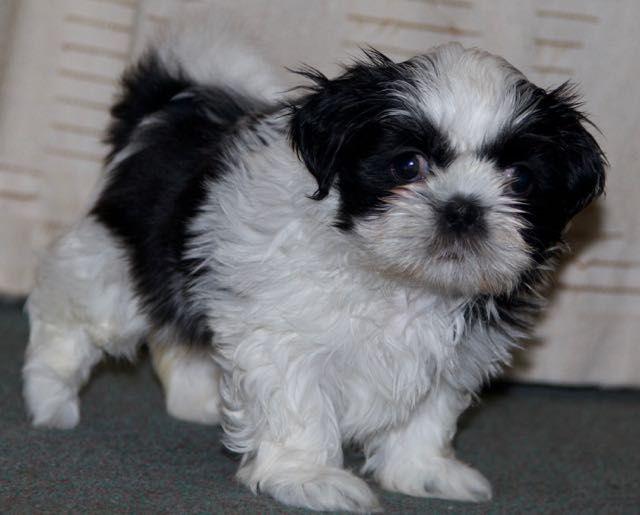Shih Tzu Puppies For Sale Near Me Under 400 petfinder