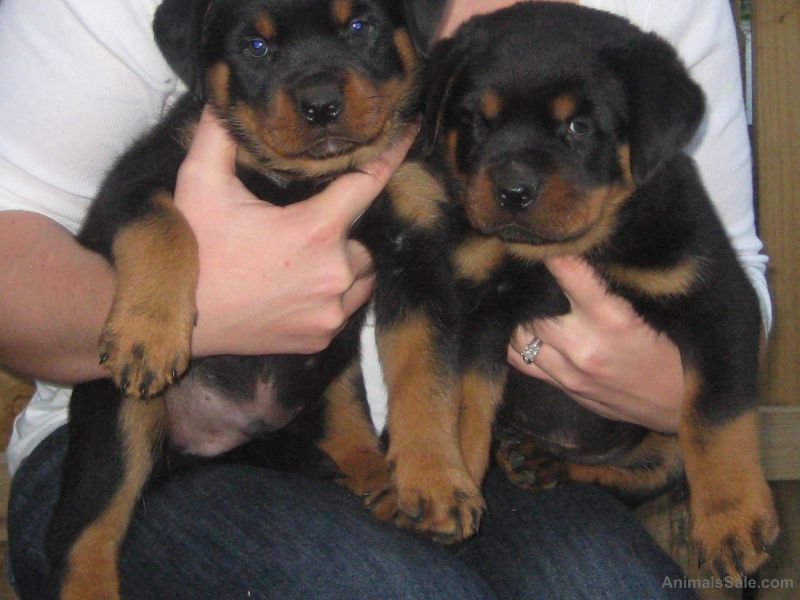 Super Cute Rottweiler Puppies For Sale AKC Registered (12 Weeks old