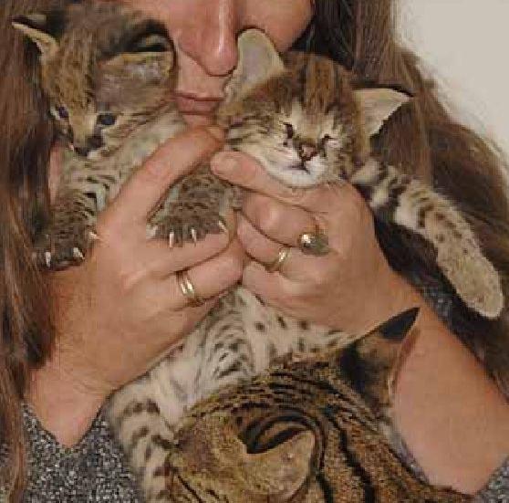 Amazing Savannah Kittens FOR SALE ADOPTION in Hong Kong