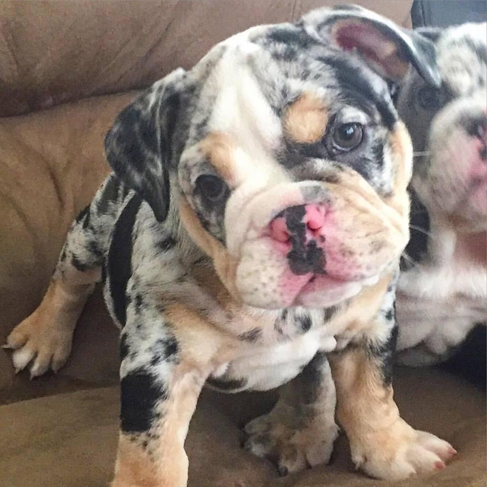 53+ Old English Bulldog Puppies For Adoption Pic - Bleumoonproductions