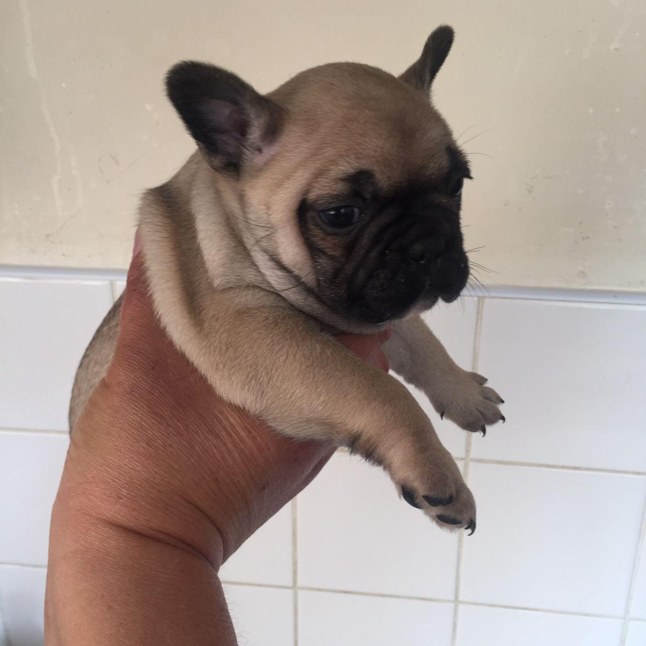 French Bulldog, Adorable Kc Fawn Pups Ready 16 June, Dogs