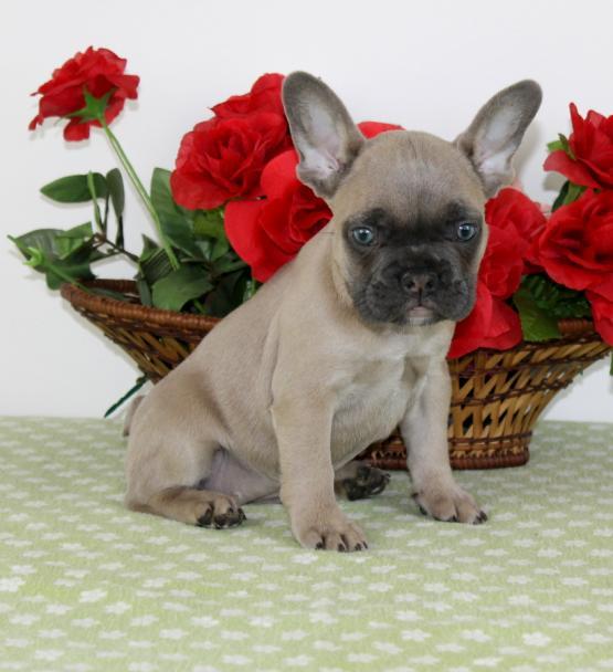 French Bulldog, Purebred French Bulldog puppies, dogs, for