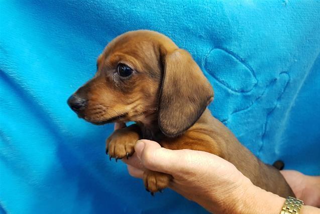 Dachshund Puppies for Adoption, Dogs, for Sale, Price