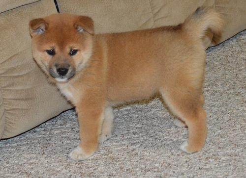 Shiba Inu Easygoing Shiba Inu Puppies For Sale Dogs For