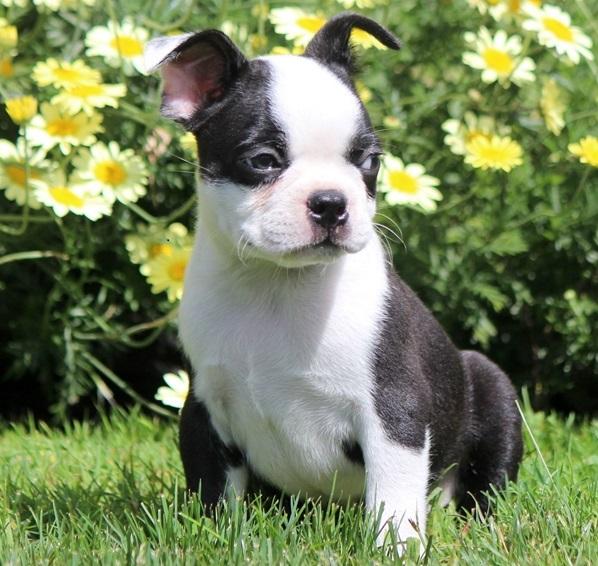 Boston Terrier, cute Boston terrier puppies for sale, Dogs