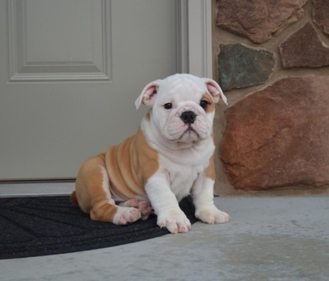 English Bulldog Puppies Cost How Much Does an English