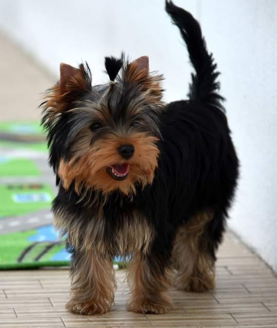 Yorkshire Terrier, Home raised yorkie puppies for rehoming