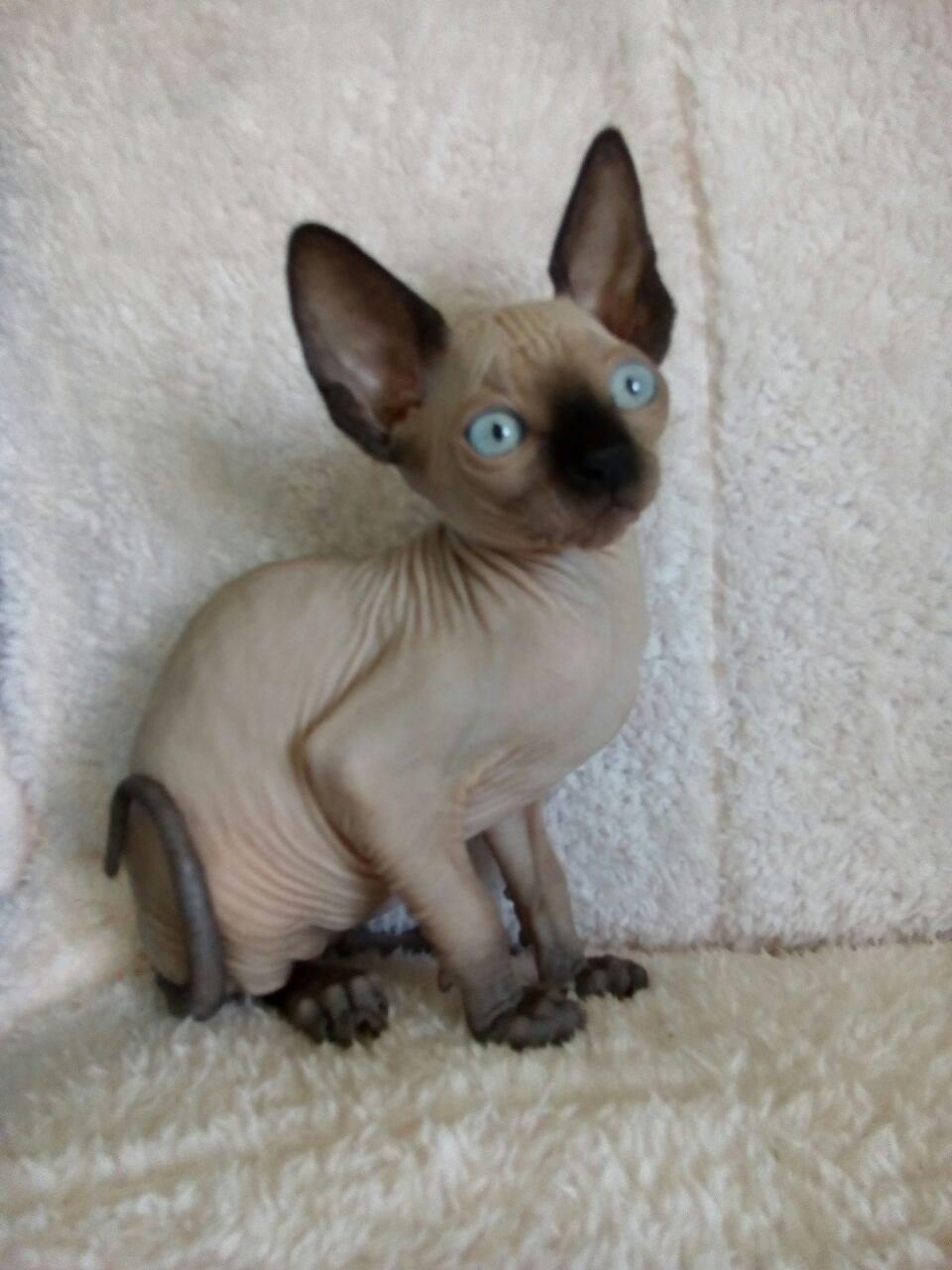 Sphynx, Wonderful babys of Canadian Sphynx, Cats, for Sale, Price