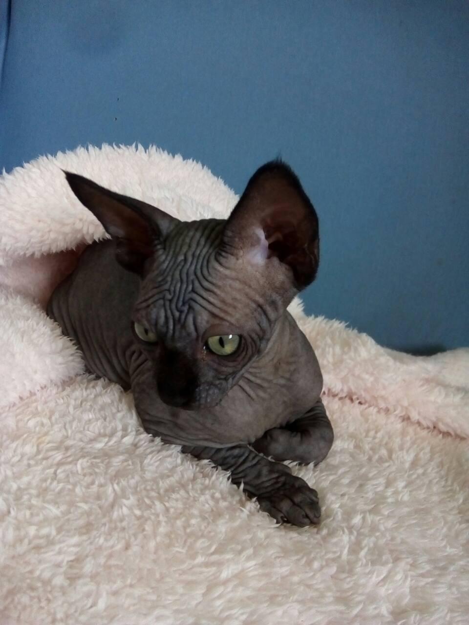 Sphynx, Black Canadian Sphynx female, cats, for Sale, Price