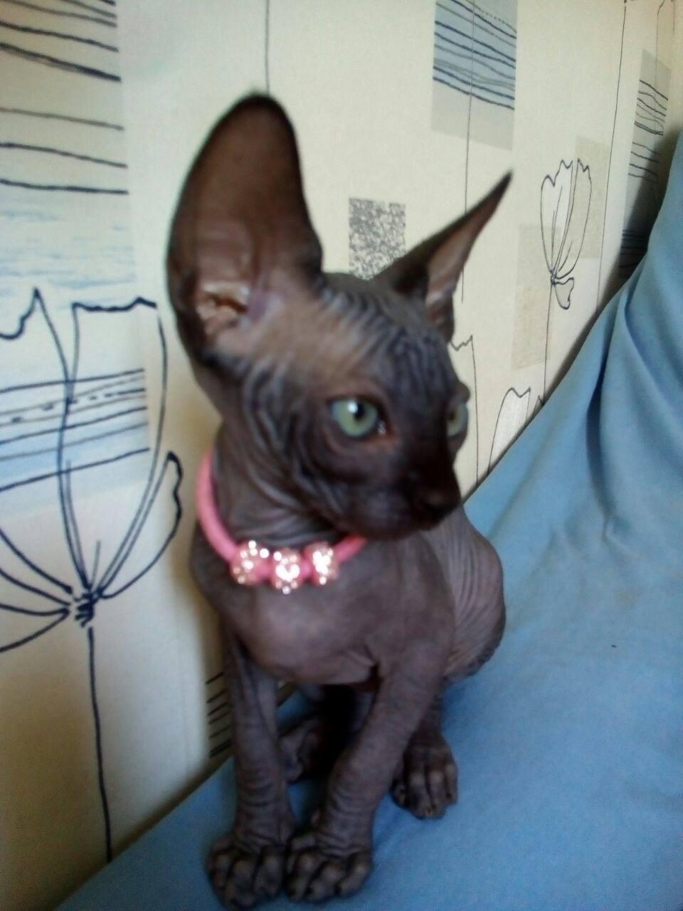 Sphynx, Black Canadian Sphynx female, Cats, for Sale, Price