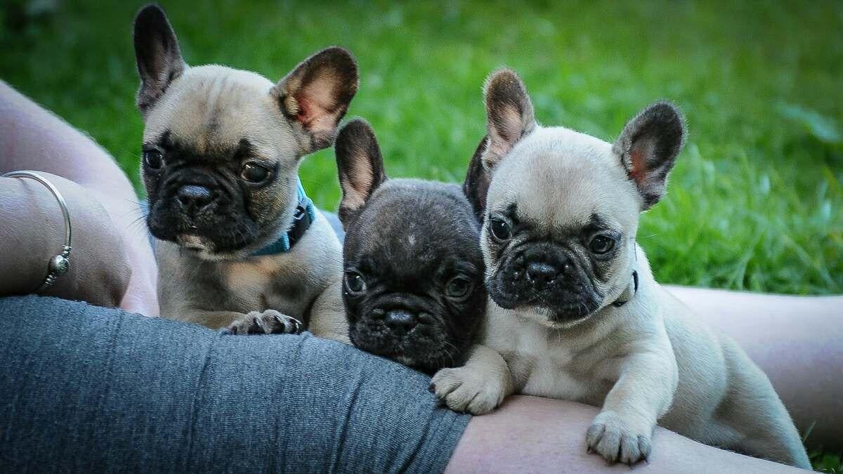 French Bulldog, French Bulldog puppies for sale cheap