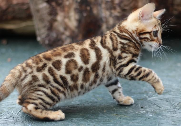 Bengal, Beautiful Bengal Kittens., cats, for Sale, Price