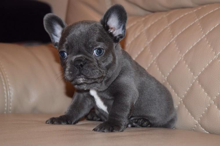 French Bulldog, Kc Blue French Bulldog Puppies For Sale ...