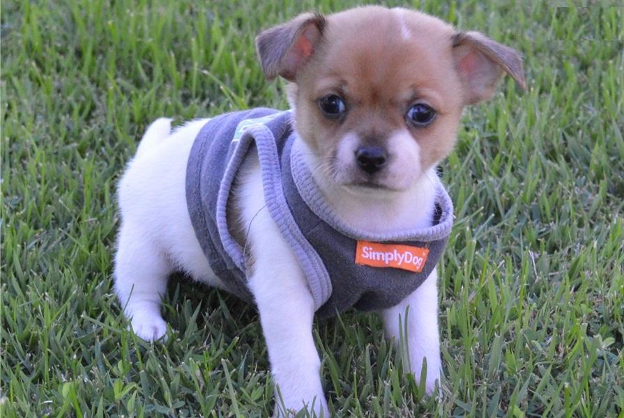 Chihuahua, AKC Teacup chihuahua puppies for sale, dogs