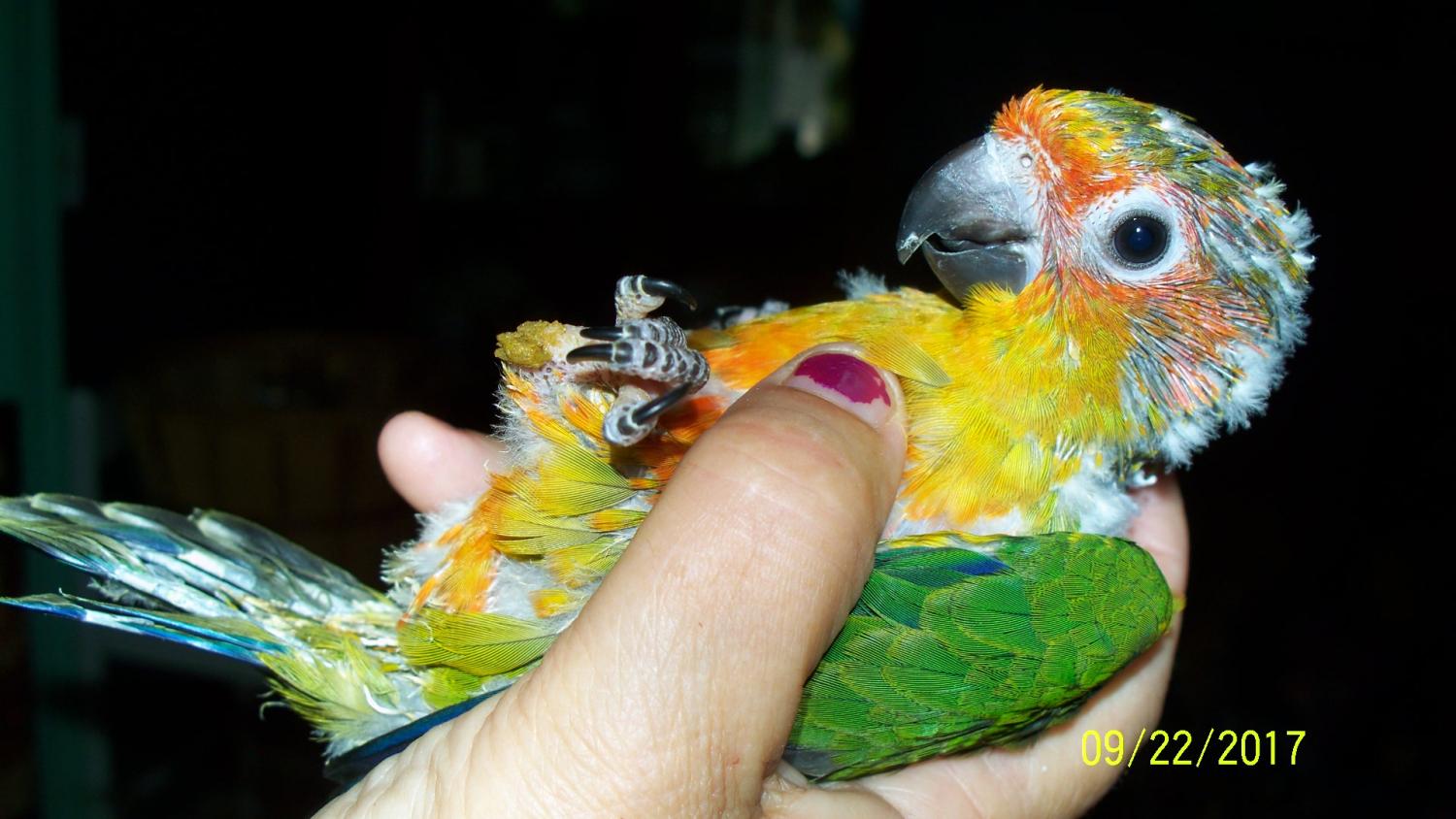 For Sale Handfed Baby Sun Conure Birds For Sale Price,White Sweet Potato Fries