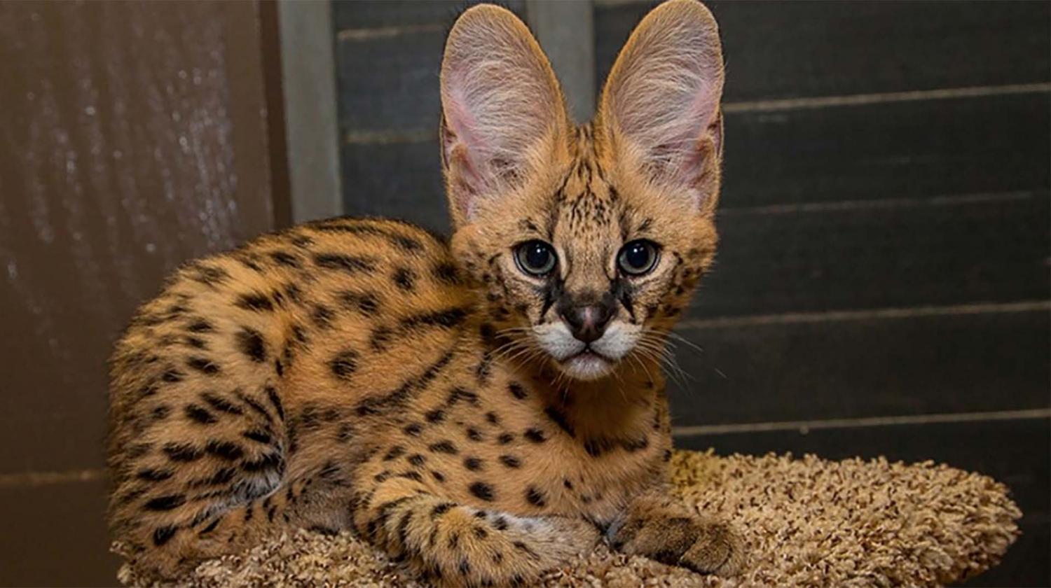 Serval kittens for sale, cats, for Sale, Price