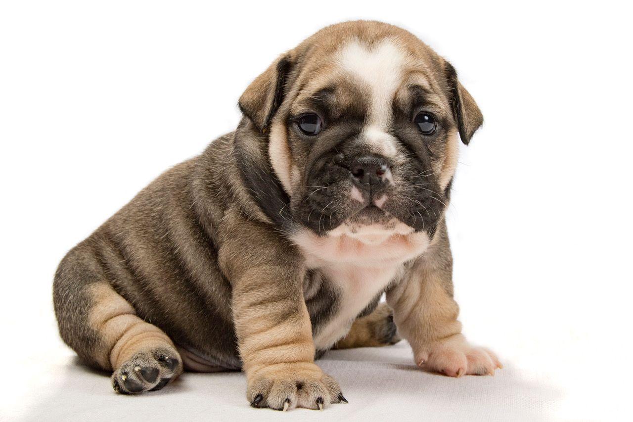 Bulldog, Cute English Bulldog puppies for sale, Dogs, for