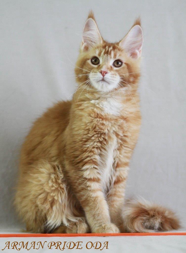 Maine Coon, Female kitten Oda, Cats, for Sale, Price
