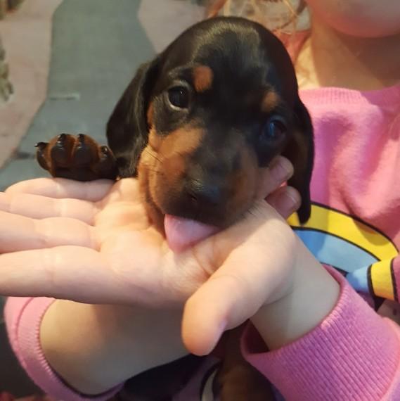 59 Top Photos Golden Retriever Puppies Maine Price : Puppies Media 🐕 (puppies.media) Instagram Posts, Videos ...
