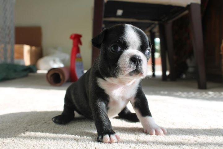 Boston Terrier, Boston Terrier Puppies for good homes